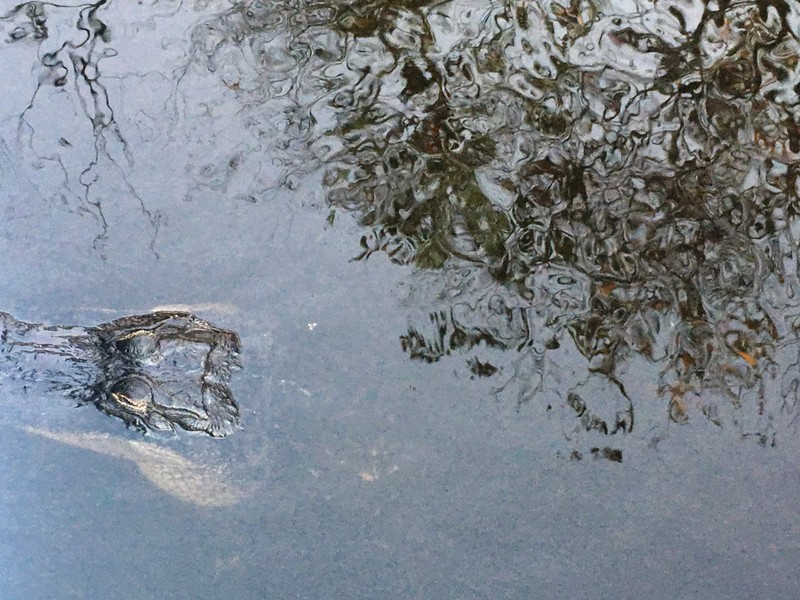airboat ride near me